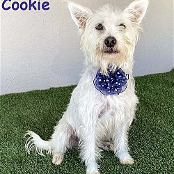 Photo of Cookie