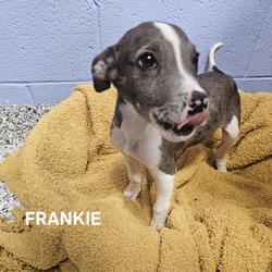 Thumbnail photo of Frankie #1