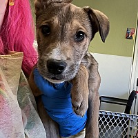 adopt a pet