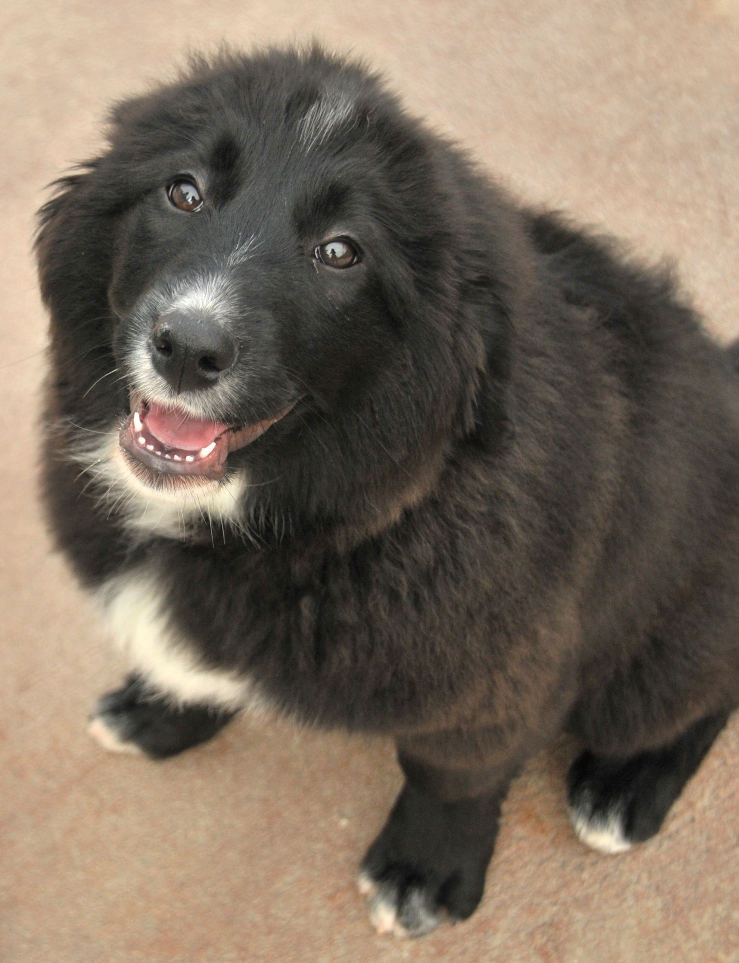 newfoundland shepherd dog