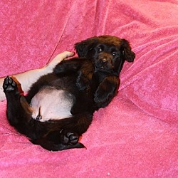 Thumbnail photo of NFL Puppies 3 left #3