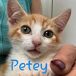 Thumbnail photo of Petey #2