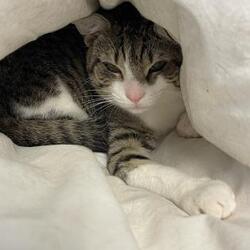 Thumbnail photo of Mittens #1