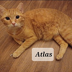 Thumbnail photo of Atlas - shy & cuddly #2