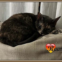 Thumbnail photo of REESE #3