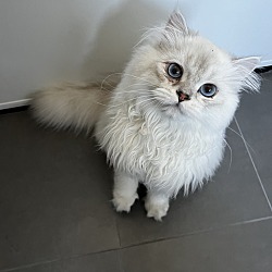 Photo of kitty