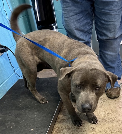 San Marcos, TX - Keeshond/American Pit Bull Terrier. Meet The Little ...