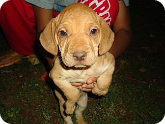 beagle shar pei mix puppies