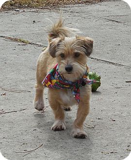 border terrier cross dachshund
