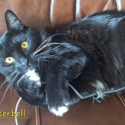 Thumbnail photo of Tinkerbell-(glenna) #4