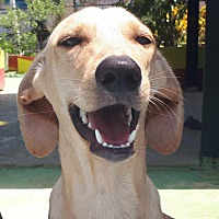 adopt a pet
