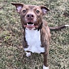 Adopt A Pet :: Delmont - Lancaster, OH