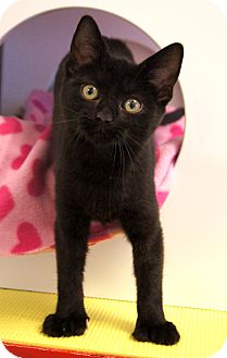 Manitou Springs Co Hemingway Polydactyl Meet Pepper A Pet For