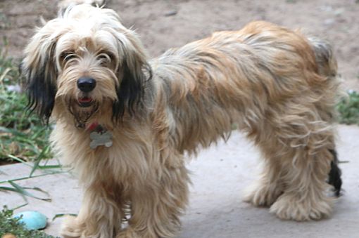 Havanese dachshund mix clearance