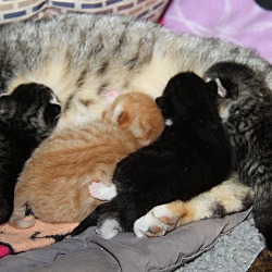 Thumbnail photo of Mama June & Kittens #4