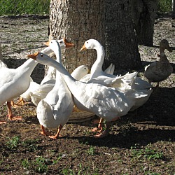 Thumbnail photo of Geese(3) #2