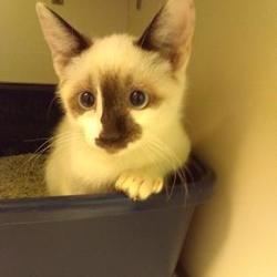 Snowshoe Kittens For Sale In Georgia Adoptapet Com