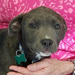 Photo of Ember