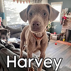 Thumbnail photo of Harvey #3