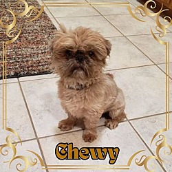 Photo of Chewy