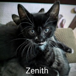 Photo of Zanith