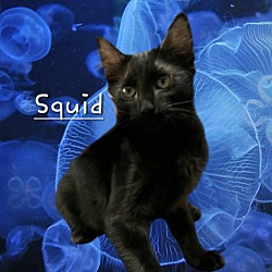 Thumbnail photo of Squid #lover-boy #1