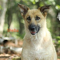 Thumbnail photo of Sheba - Adopted November 2016 #4