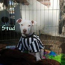 Photo of Stud