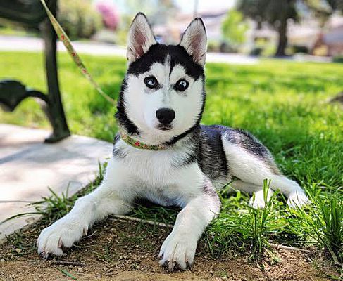 Citrus Heights Ca Husky Meet Puppy Hiro A Pet For Adoption