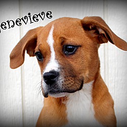 Thumbnail photo of Genevieve~adopted! #2