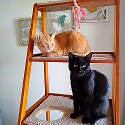 Photo of Ginger and Jack