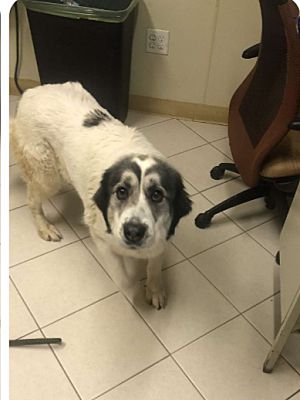 Middletown, NY - Great Pyrenees. Meet Marshmallow a Pet for Adoption ...