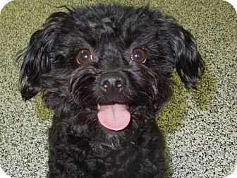 black pomeranian poodle mix