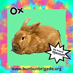 Thumbnail photo of Ox #2
