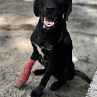 adopt a pet