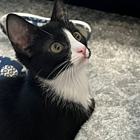 adopt-pet