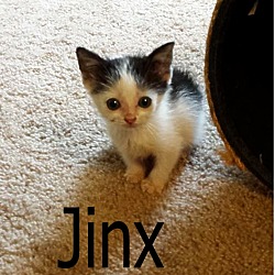 Thumbnail photo of Jinx #4