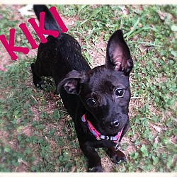 Thumbnail photo of Kiki #3