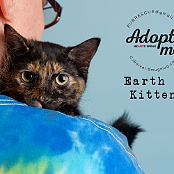 Photo of Earth A Kitten