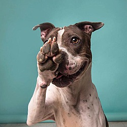 American Pit Bull Terrier Puppies For Sale In Colorado Adoptapet Com