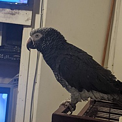 Thumbnail photo of Avery The African Grey #2