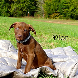 Thumbnail photo of Dior~adopted! #4
