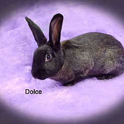 Photo of Dolce