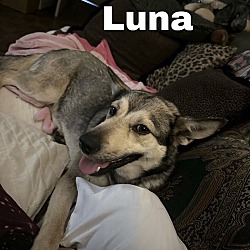 Photo of Luna4 Adoption Pending