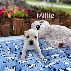 Thumbnail photo of MILLIE #3