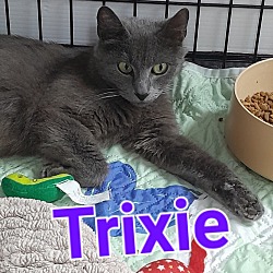 Photo of Trixie (Mom)