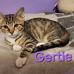 Thumbnail photo of Gertie #1