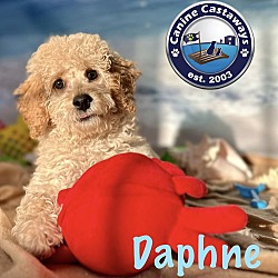 Thumbnail photo of Daphne #2