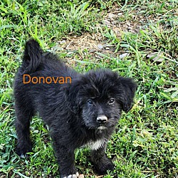 Thumbnail photo of Donavan #1