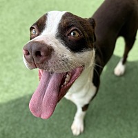 adopt a pet